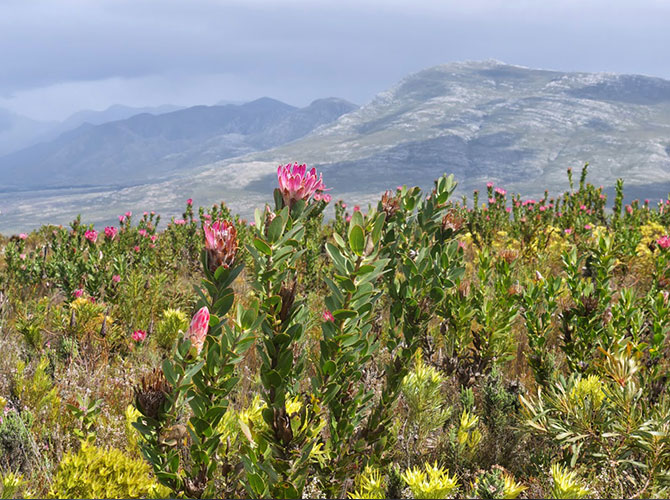 What is Fynbos? - Notes from a Cape Town Botanist